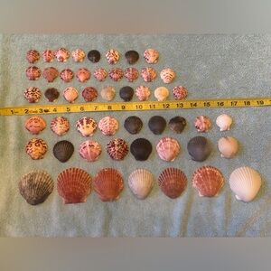 50 Sanibel Island Scallop Shells! Assorted
Shell Collection in multi colors.